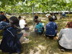 【ハウス見学でぶどう技術を学ぶ】