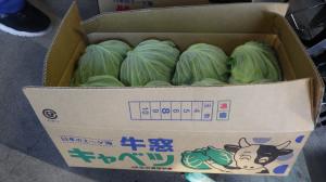 【牛窓春キャベツ】