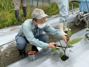 真剣なまなざしで定植した苗を仮支柱に固定する受講生