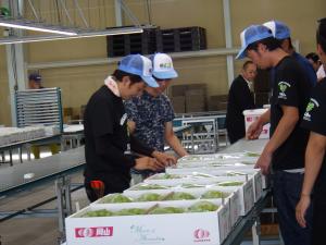 生産者がコンテナに入った房を選果する様子