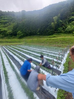 参加者がこぎくの摘心作業を体験している写真