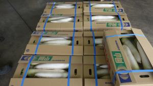 箱詰めにされ出荷を待つダイコンの写真