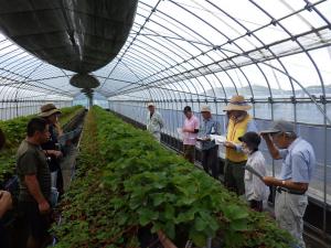 育苗ハウス内でイチゴを前に生産者が意見交換を行う様子