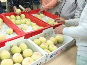 【選果委員による選果基準の確認】