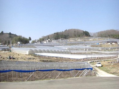産地の様子