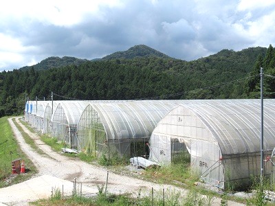 産地の様子