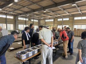 出荷規格をそろえるため、部会員が箱詰めされたピオーネを見比べている写真
