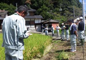 水稲高温耐性品種の生育確認