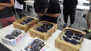 ピオーネの出荷規格をチェックする加茂川の生産者（加茂川）