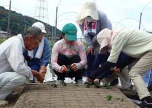 「かぎ芽挿し」の実演に取り組む参加者ら