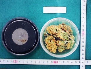 大麻画像3
