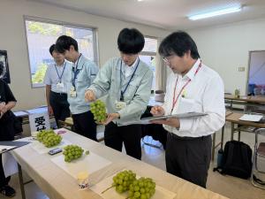 審査員がぶどうを手に取って病虫害の有無や形状を審査している写真