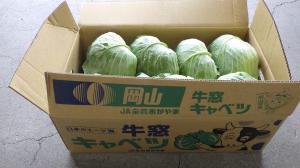 牛窓キャベツ