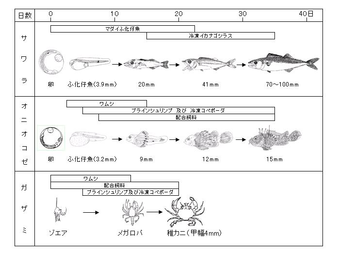 種苗生産における成長と餌の例（サワラ、オニオコゼ、ガザミ）