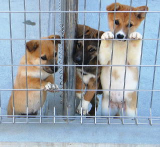 愛媛県動物愛護センター パン