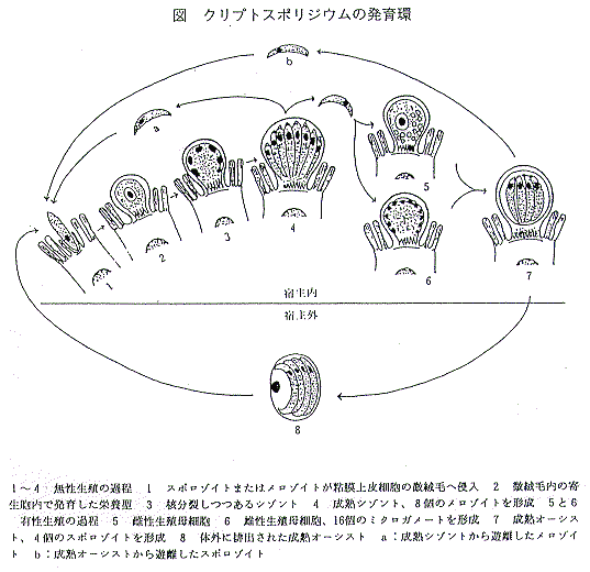 クリプトスポリジウムの生活環