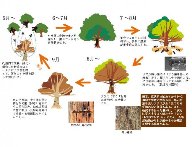 ナラ枯れ発生の仕組み