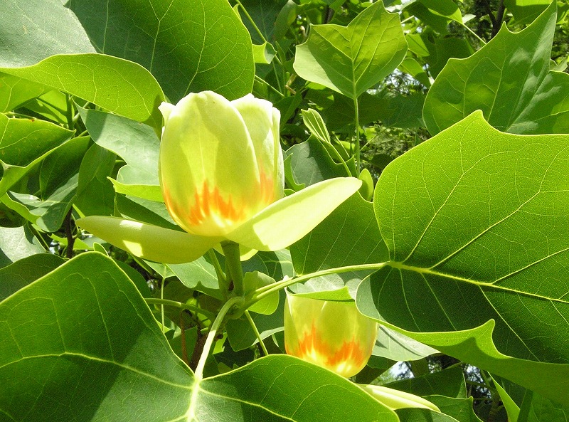 12 ユリノキは植えてからどれくらいで花を咲かせますか 岡山県ホームページ 森林研究所