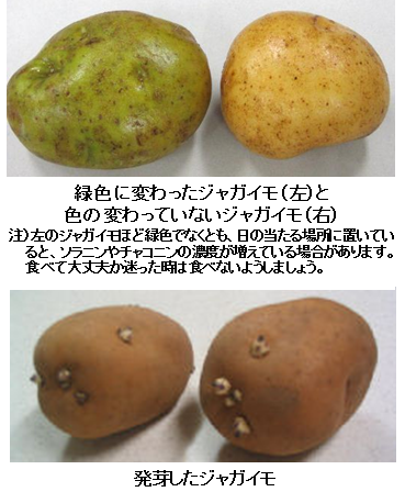 緑色 じゃがいも 皮が緑色のじゃがいもは食べられる？すぐわかる画像付きで詳しく説明｜hanamaru