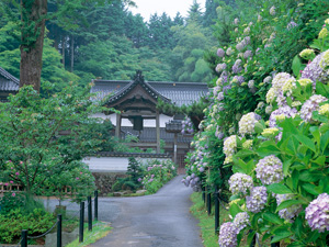 中国山地横断ルート ３ 大聖寺のあじさいを楽しむみち 岡山県ホームページ 自然環境課