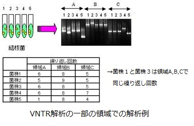 VNTR解析の一部の領域での解析例