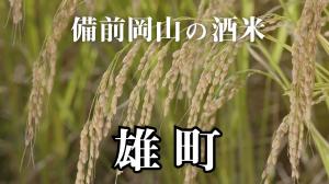 備前岡山の酒米「雄町」