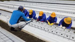 生産者と一緒に定植