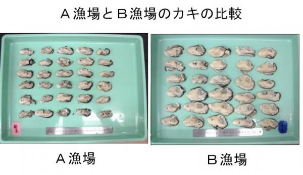 A漁場とB漁場のカキの比較