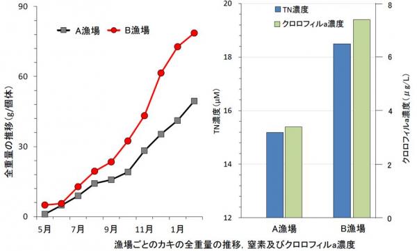 A漁場とB漁場のカキの比較グラフ