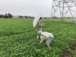 出穂状況を確認する普及指導員
