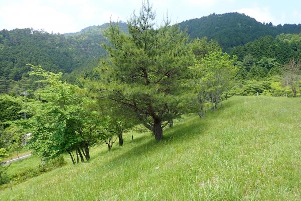 植樹会場イメージ