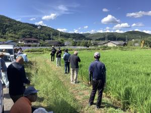 飼料用米の栽培状況を見学しています