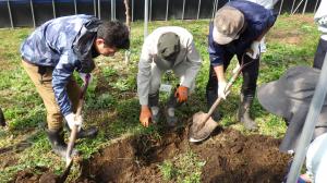 【根の生育状況を確認し、土を掘る研修生】