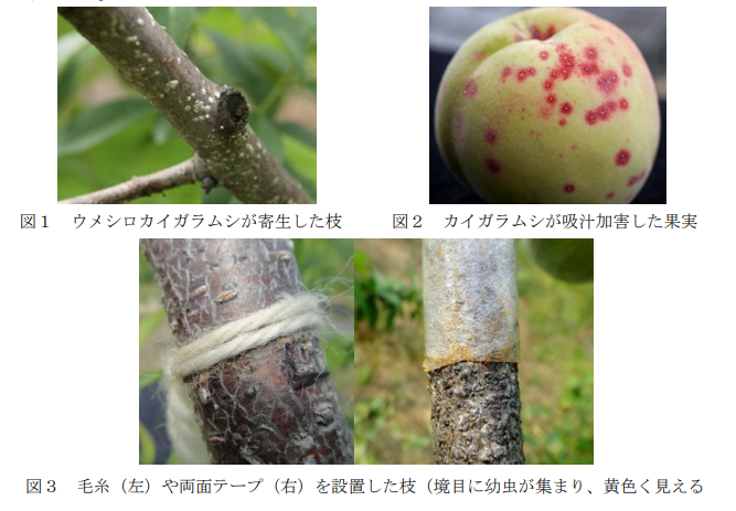 植物防疫情報第１号