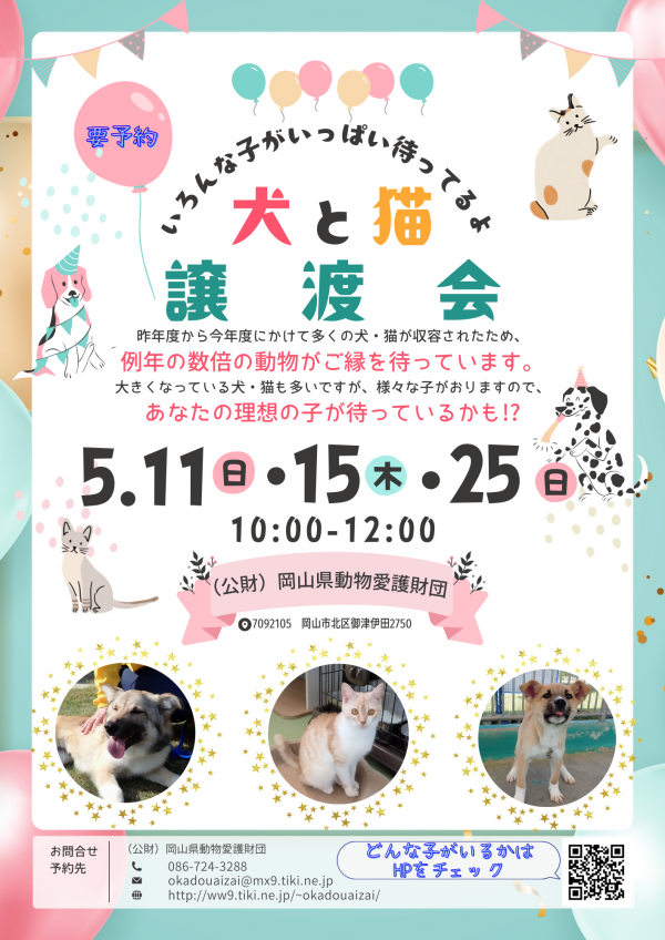 譲渡会に来てください!(去年の居残りがたくさんおります…)