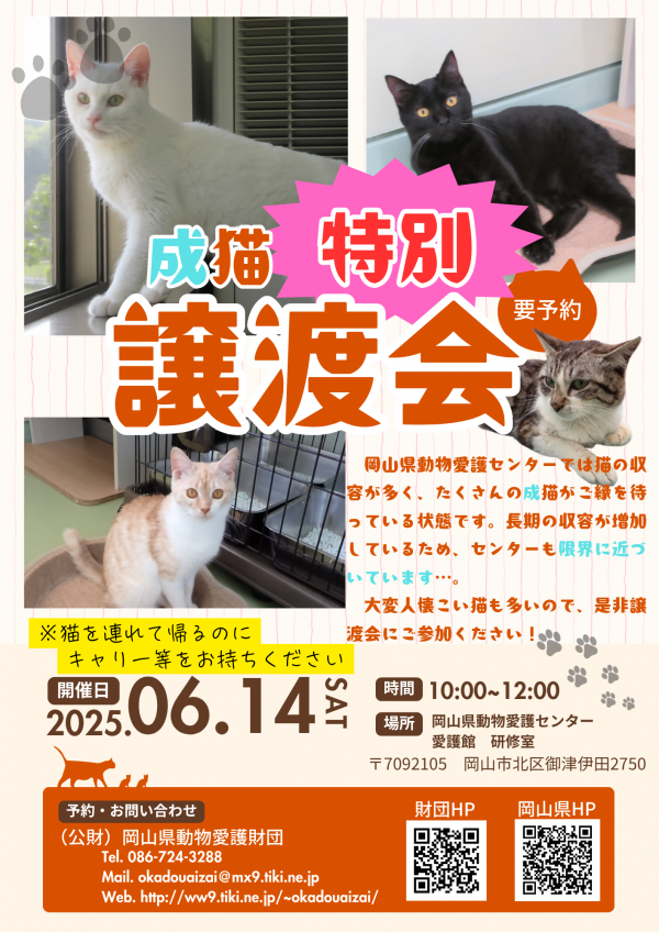 成猫特別譲渡会
