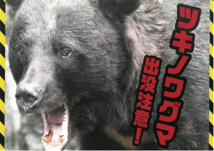 ツキノワグマ画像