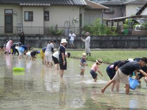 田植え体験の様子