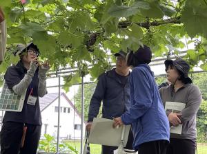 無加温ハウスで将来の房形をイメージ