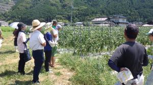 青年農業者のほ場で助言を行う農業士