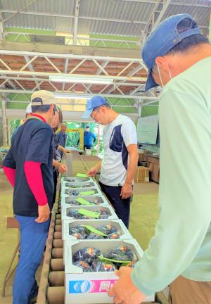 出荷されたぶどうの選果