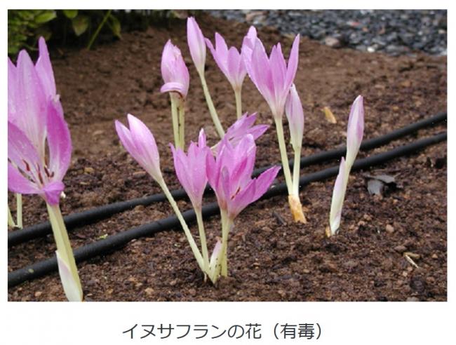イヌサフランの花