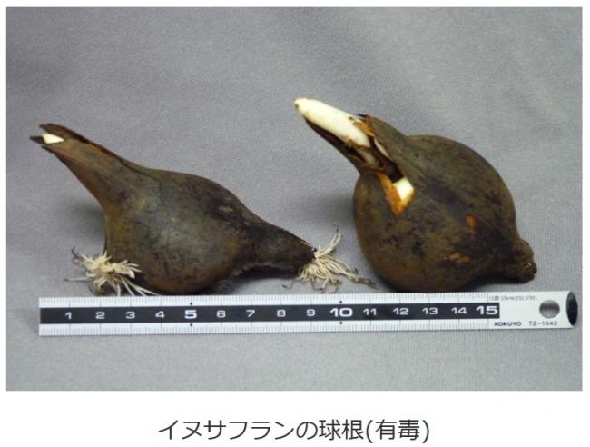 イヌサフランの球根