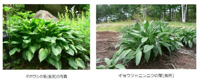 食用植物