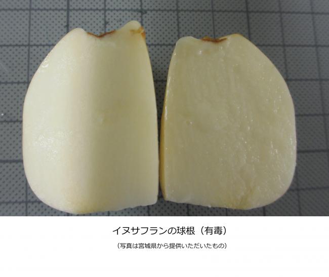 イヌサフランの球根断面
