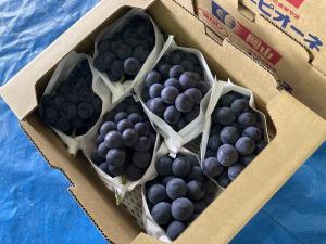５kg出荷箱のピオーネ