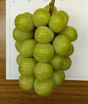 査定会に出品されたブドウ