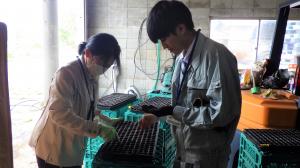 普及指導員が、は種作業を支援しています