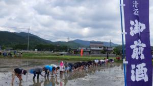 参加者が横一列になって、雄町米の田植を行っています