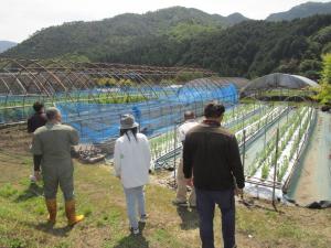 りんどうの生育状況を確認する組合員